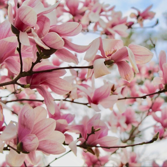 Meet your Posher, Sam - Picture 1 of 1